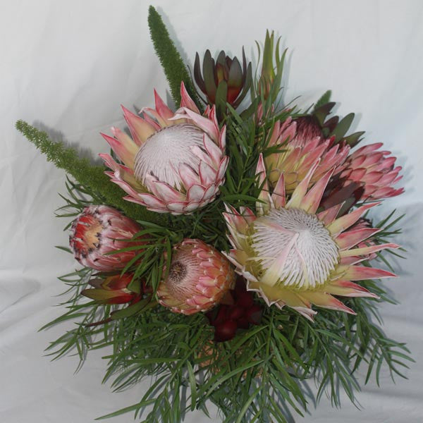Protea