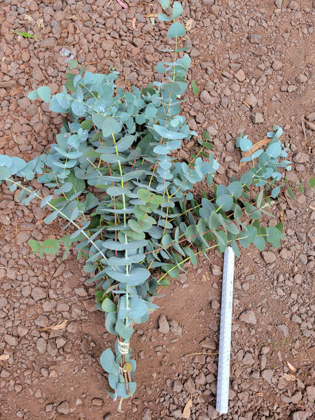 Eucalyptus Bundles