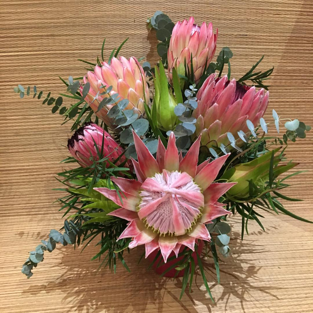 Christmas Protea