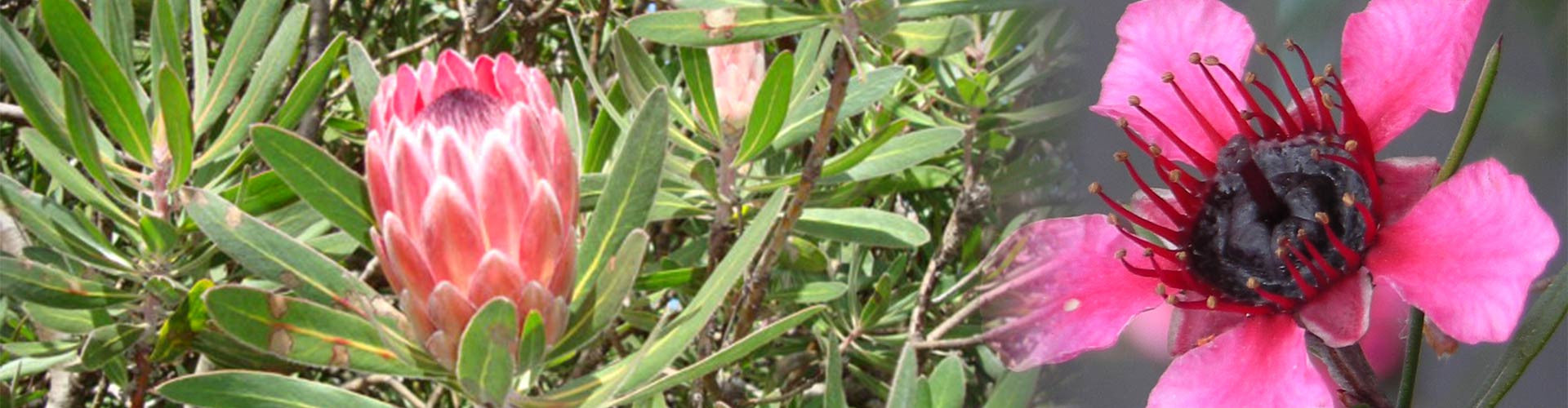 Protea flowers