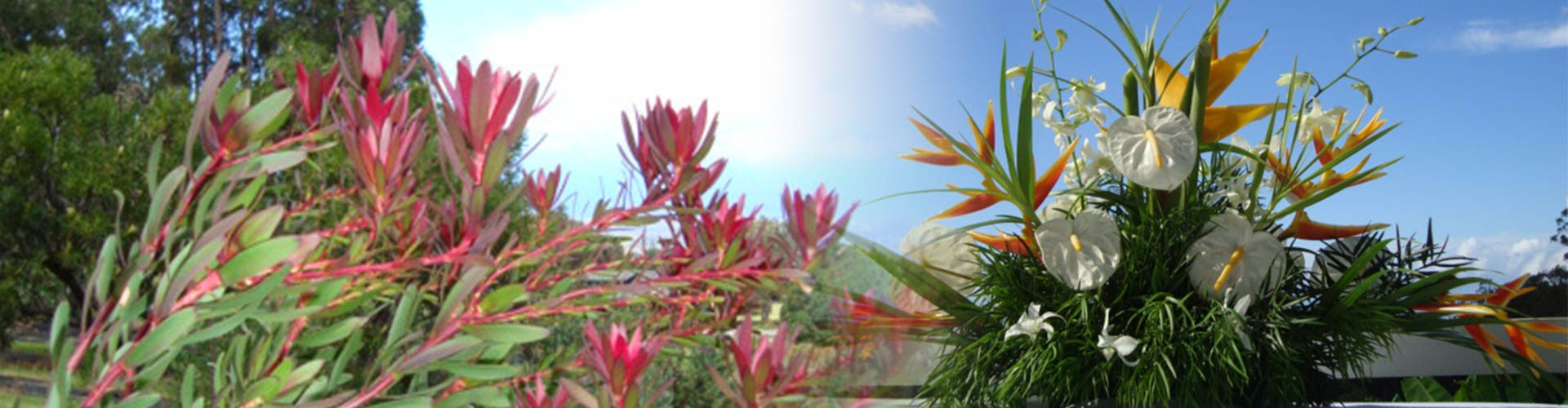 Parakeet Heliconia Arrangement